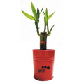 4" Lucky Bamboo in 3" Red Metal Bucket - 3 shoots